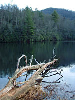 Fallen Tree in Lake Powhatan