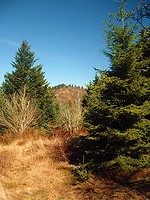 Trail and Summit of Green Knob