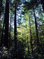 Majestic hemlock forest at Linville Falls. This was taken several years ago. Today, the forest is much thinner and less healthy looking. But new growth was spotted on many trees as of September, 2006!