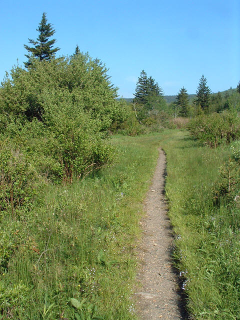 The trail to Black Balsam Knob travels across unique and interesting mountain balds.