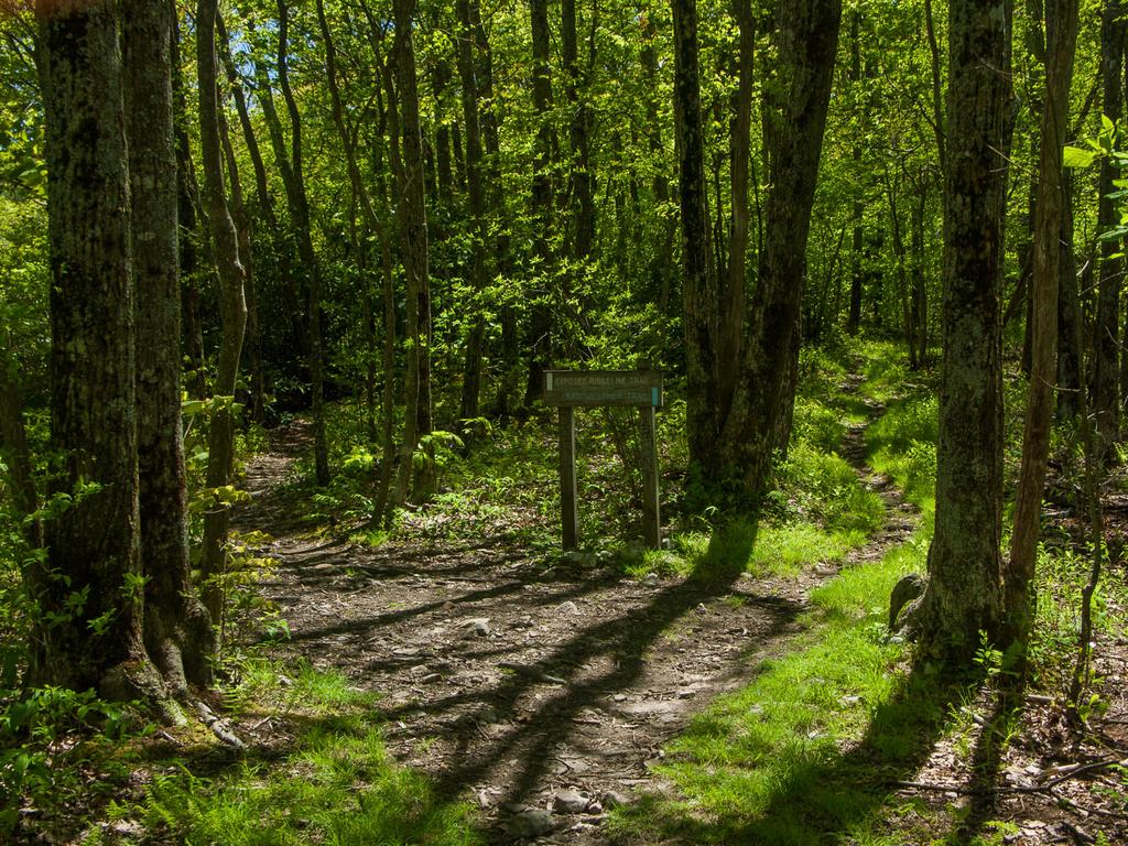 The Appalachian Trail split north of Big Firescald Knob, marking the far end of this hike.