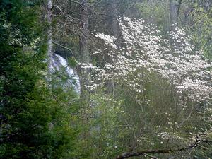 Daniel Ridge Falls - With Dogwood Daniel Ridge Falls - With Dogwood