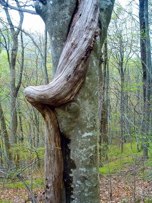 Twisted Tree Twisted Tree