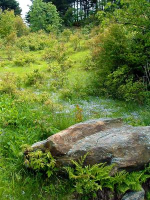 Flower Glade