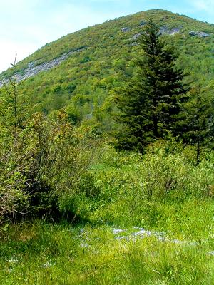 Flower Glade Below Sam Knob