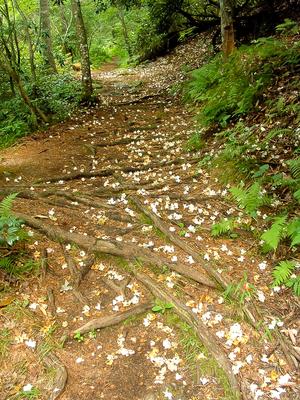 Roots and Petals