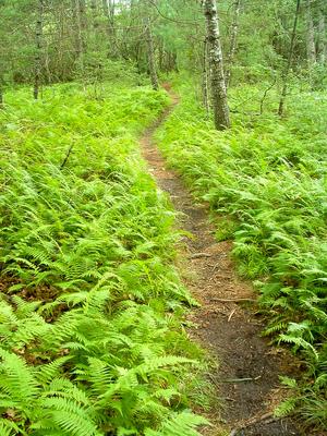 Pleasant Walk
