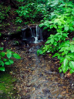 Branch of Bull Creek