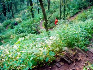 Switchbacks on the Mountains to Sea Trail