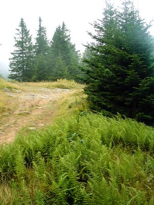 Ferns and Trail on Commissary Ridge