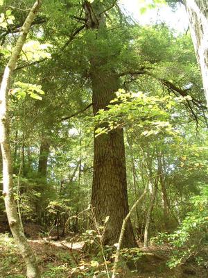 Large Trees