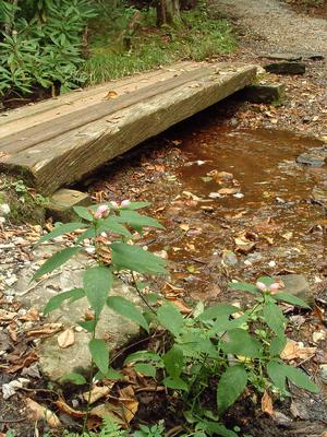Flowers and Log Bridge