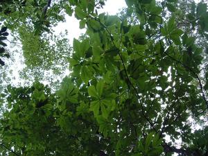 Fraser Magnolia Foliage