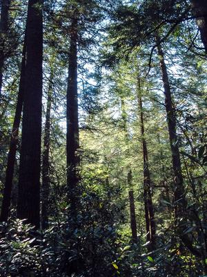Primeval Hemlock Forest
