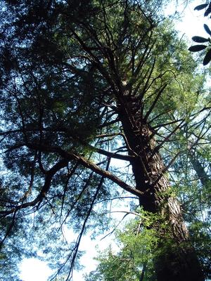 Large Hemlocks