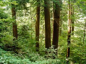 Large Hemlocks near Douglas Falls