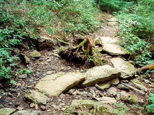 Rocky Trail