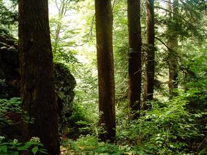 Large Hemlocks near Douglas Falls