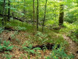 Grassy, Open Woods