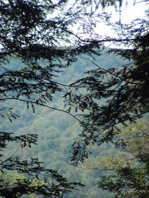 View Thru the Hemlocks
