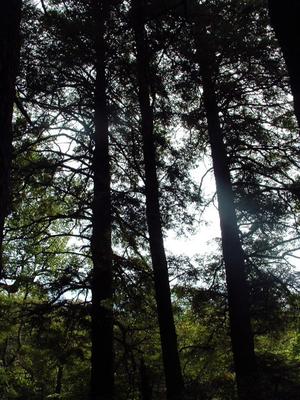 Large Hemlocks