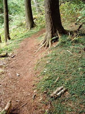Red Needles on the Trail