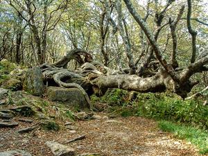 Fallen Tree Fallen Tree