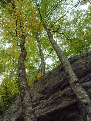 Giant Boulder and Straight Trees Giant Boulder and Straight Trees