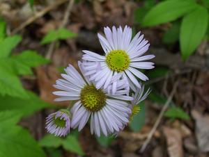 Daisy Fleabane