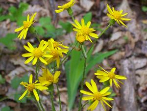 Golden Ragwort
