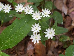 Star Chickweed