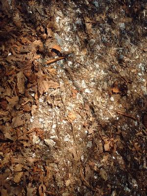 Mica along the Trail
