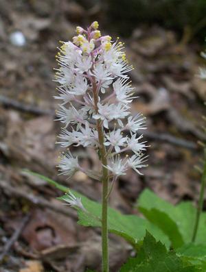 Foamflower
