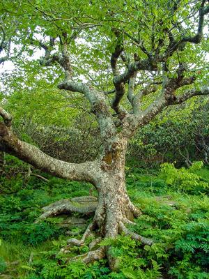 Twisted Tree Twisted Tree