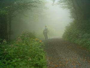 Into the Fog