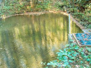 Pond in Pinnacle Park