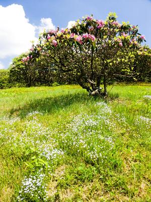 Flowers and Rhododendron at Craggy Pinnacle Flowers and Rhododendron at Craggy Pinnacle