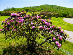 Rhododendron at Craggy Pinnacle Rhododendron at Craggy Pinnacle