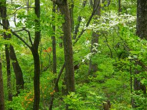 Dogwood and Flame Azalea