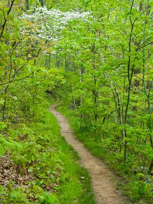 Flowering dogwoods arch over the trail in places, and bloom in late April to early May.