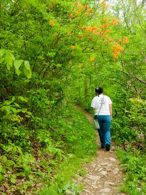 Flame Azalea on the Rattlesnake Lodge Hike