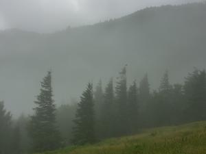 Grass and Fog at Camp Alice