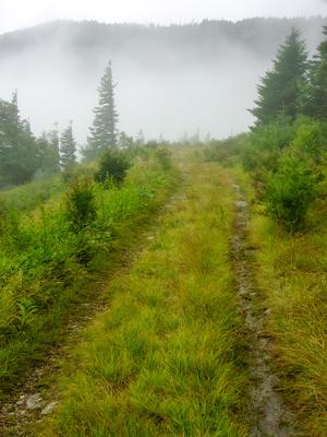 Commissary Trail in Fog