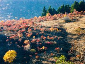 Sun Glancing on Fall Color