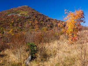 Sam Knob and Fall Color