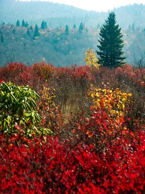 Red Blueberry Leaves
