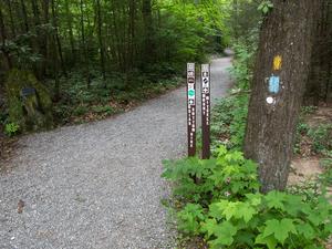Start of the Mount Mitchell Trail Start of the Mount Mitchell Trail