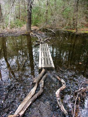 Mud and Logs on Flooded Trail