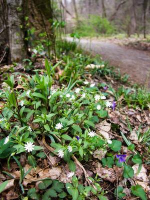 Spring Wildflowers on the Art Loeb-Estatoe Trail Spring Wildflowers on the Art Loeb-Estatoe Trail