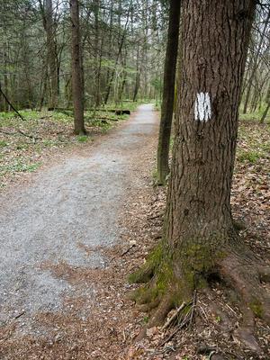 Estatoe Art Loeb Trail White Blaze Estatoe Art Loeb Trail White Blaze